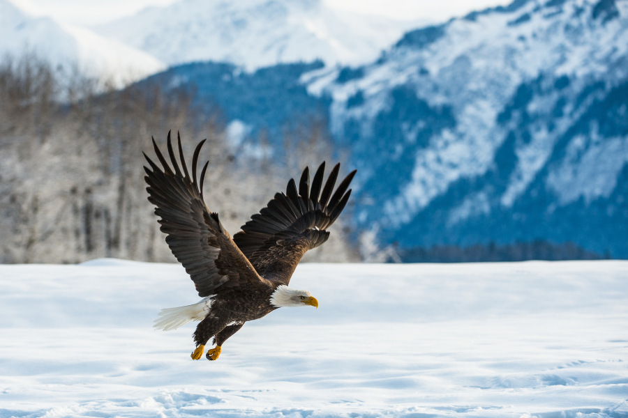 Adler – innere Führung