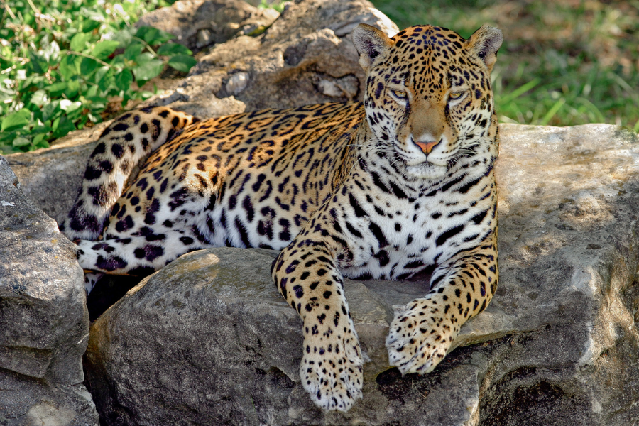 Jaguar – Dimensionssprung