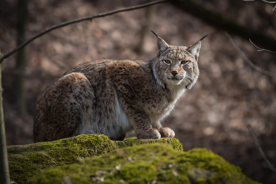 Luchs – Neues Bewusstsein